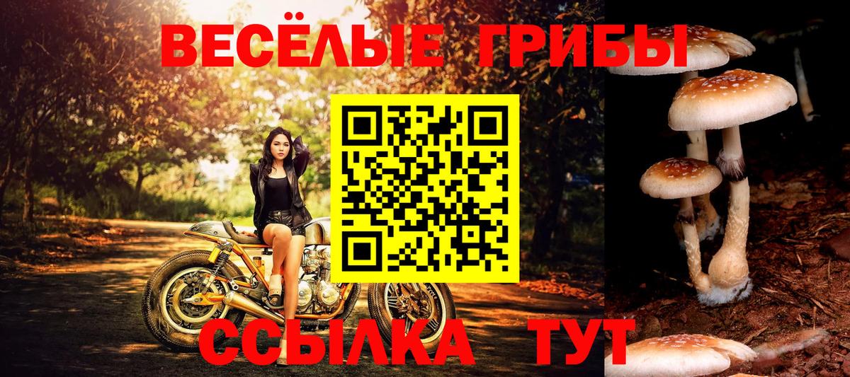 Пушкино  Галлюциногенные грибы GOLDEN TEACHER  Вход с VPN  Псилоцибиновые грибы мицелий 